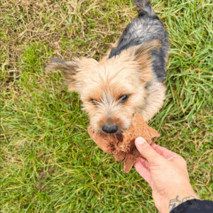 Racine de bruyère Yorkshire terrier