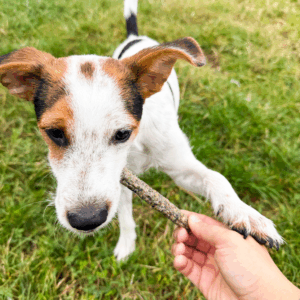 batonnet peau de morue taille S