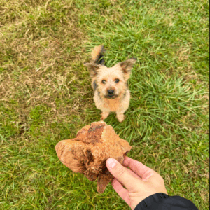 Racine de bruyère naturel photo petite taille S