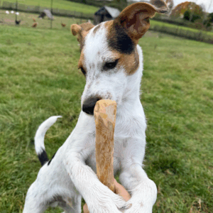 bois de café taille S petit chien