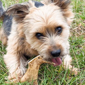 Bois de daim taille S