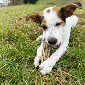 Bois de Sekelbos naturel pour chien – bois à mâcher 100 % naturel petit chien