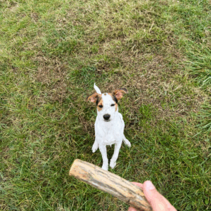 Bois de Sekelbos naturel pour chien – bois à mâcher 100 % naturel