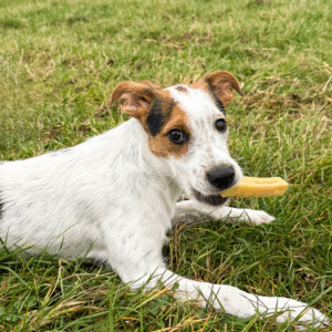 Bâtonnet Cheezy Dog pour chien taille S
