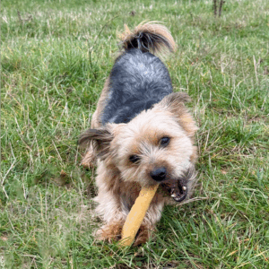 fromage à mâcher pour chien à la citrouille – digestion facilitée chiens 5-10 kg