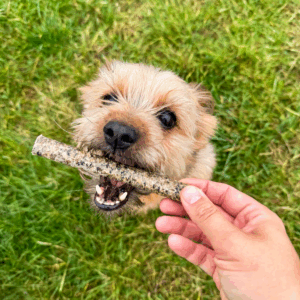 batonnet poisson taille S