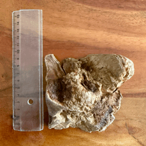 Racine de bruyère sur fond bois naturel