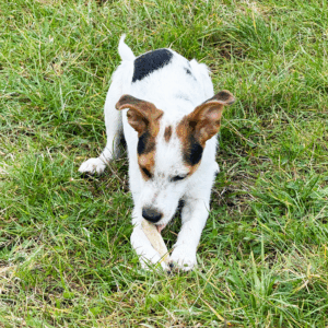 Bois de cerf entier pour chien 5-10 kg