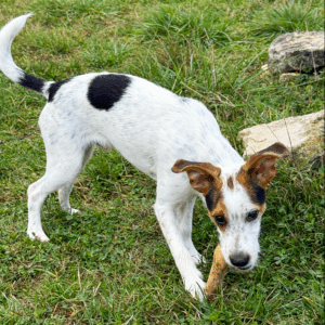 bois de café petit chiens 5-10KG