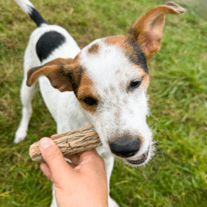 Bois de Sekelbos naturel pour chien – bois à mâcher 100 % naturel 5-10kg